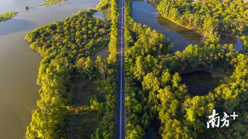 黄牛埔森林公园绿道。 黄牛埔森林公园绿道。