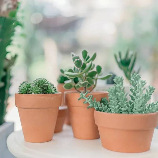 校车|【九江中心 自主成长】观《生命方舟》有感