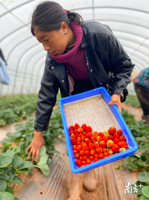 18岁的彝族姑娘布格阿依在地里采摘草莓。张培发 摄