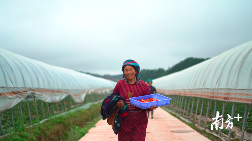 草莓生态园每天用工预计达1500人。林洛峰 摄