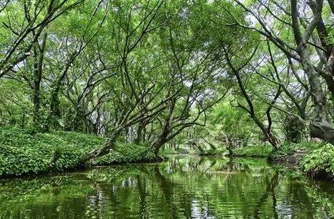 湿地|【分享】佛山金沙岛国家湿地公园：万亩湿地美 翩翩鹭鸟飞