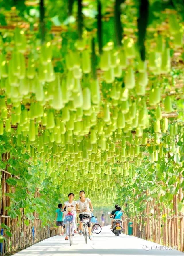 广州市|国庆去哪玩？广州这些最美乡村推荐给你！