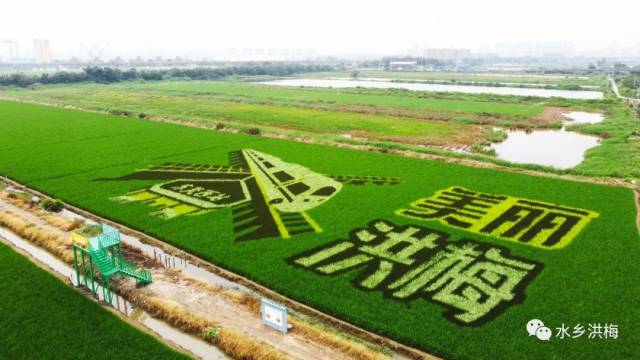 稻田|美！洪梅有幅稻田画，等你来打卡！