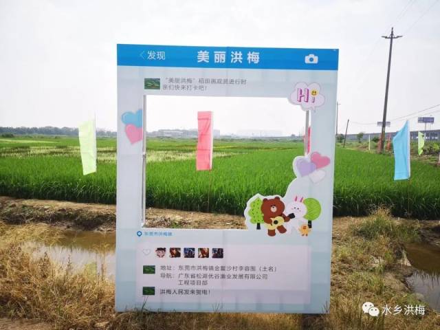 稻田|美！洪梅有幅稻田画，等你来打卡！