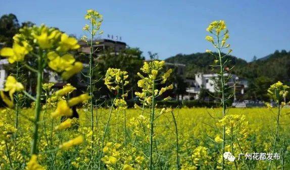 广州市|国庆去哪玩？广州这些最美乡村推荐给你！