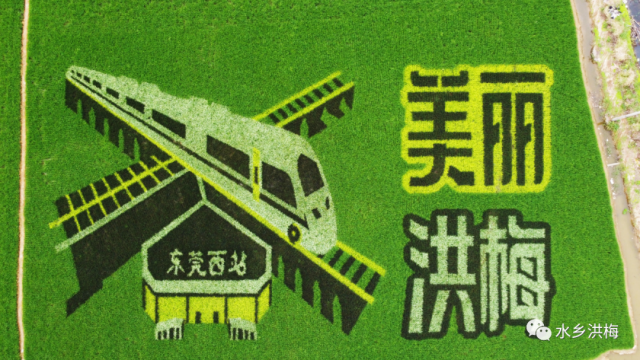 稻田|美！洪梅有幅稻田画，等你来打卡！