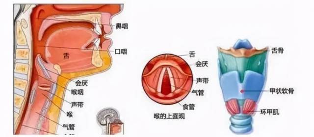 会厌|【注意】阿姨差点窒息：实在太香了！医生：这病很凶险，抢救时间仅几分钟