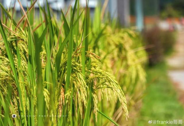 广州|太养眼！极美秋色藏在这里……