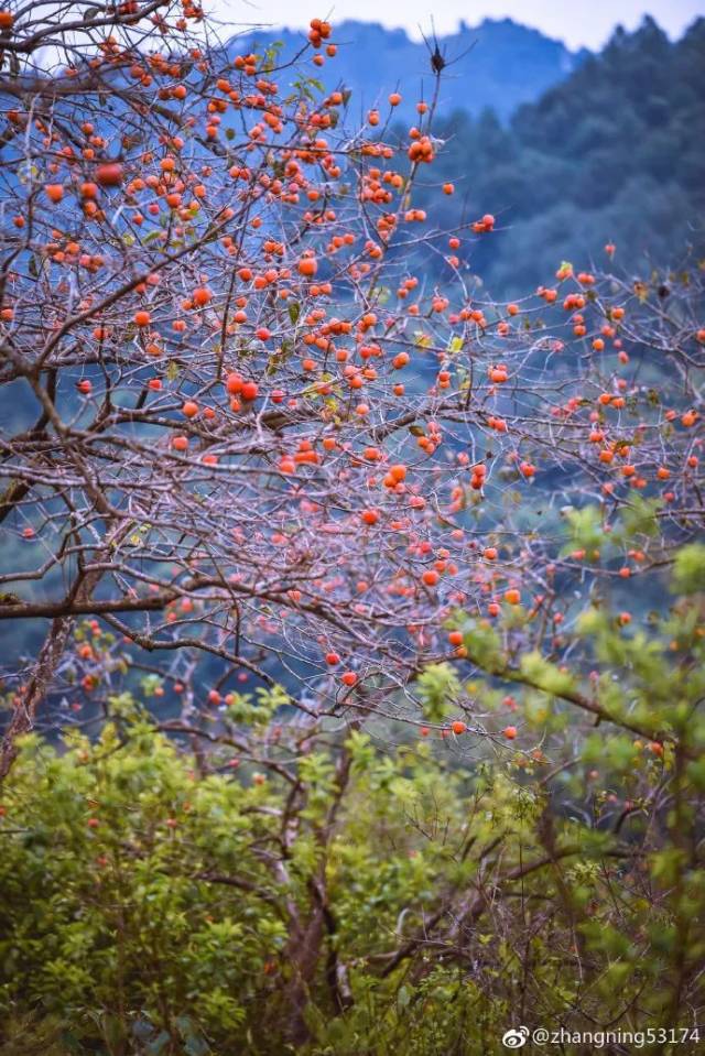广州|太养眼！极美秋色藏在这里……