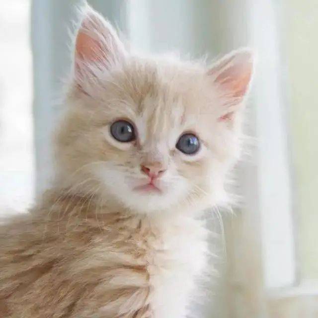 弓形|OK备孕、怀孕期间能不能养猫狗