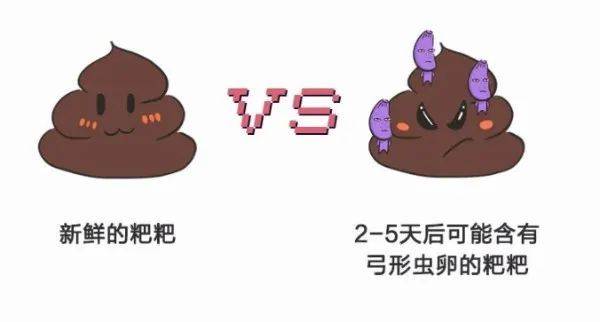 弓形|OK备孕、怀孕期间能不能养猫狗