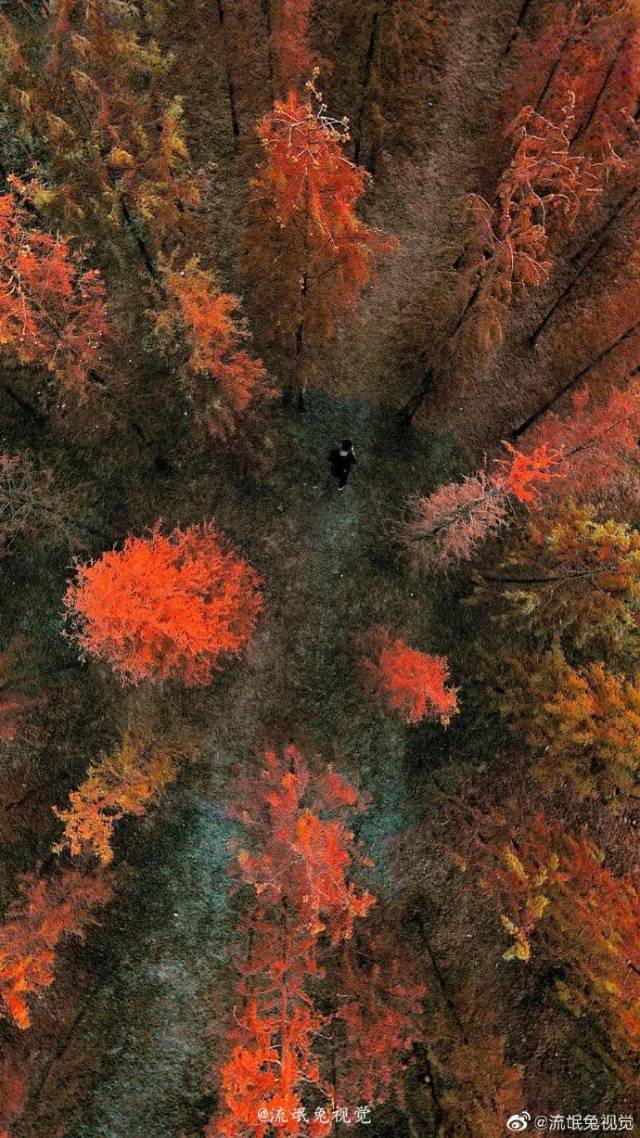 广州|太养眼！极美秋色藏在这里……