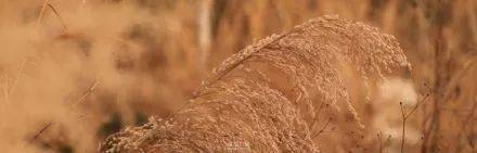 广州|太养眼！极美秋色藏在这里……