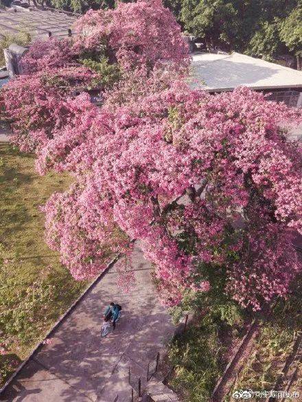 广州|太养眼！极美秋色藏在这里……