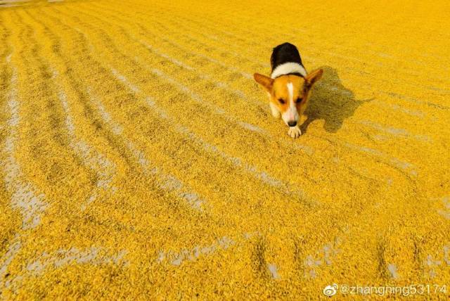 广州|太养眼！极美秋色藏在这里……