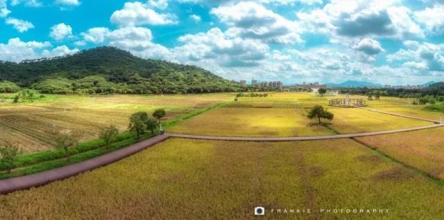 广州|太养眼！极美秋色藏在这里……