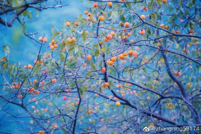 广州|太养眼！极美秋色藏在这里……