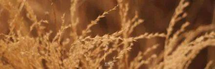 广州|太养眼！极美秋色藏在这里……