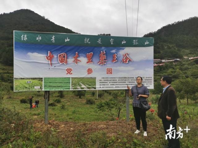 中国木里药王谷·党参园。南方日报记者 盛正挺 摄 中国木里药王谷·党参园。南方日报记者 盛正挺 摄