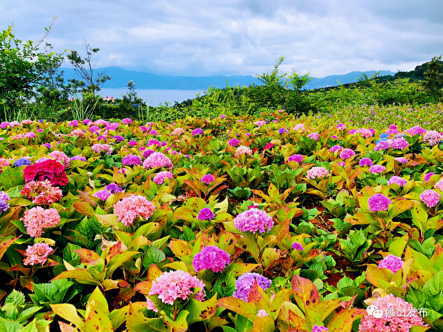 云南|去彩云之南，看星辰大“海”