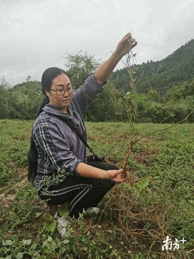 农技员刘霞拔出一棵党参。南方日报记者 盛正挺 摄 农技员刘霞拔出一棵党参。南方日报记者 盛正挺 摄