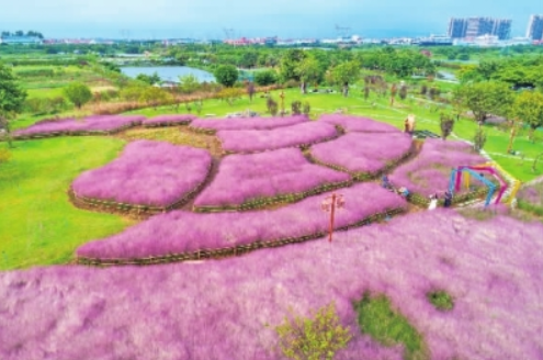 翰林湖粉黛乱子草园。 宋兹檀/摄 翰林湖粉黛乱子草园。 宋兹檀/摄