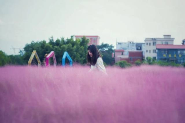 公园|粉了！4个足球场大小，超唯美免费赏，来佛山这些地方赏浪漫粉色花海！
