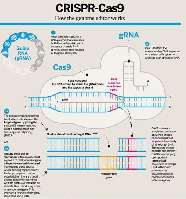 基因|基因编辑“魔剪”获诺贝尔化学奖，这2位女性得主啥来头？