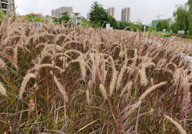 公园|粉了！4个足球场大小，超唯美免费赏，来佛山这些地方赏浪漫粉色花海！