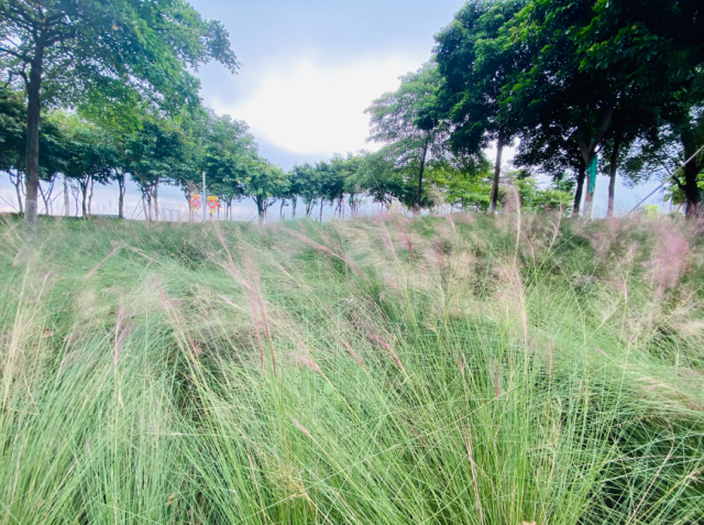 公园|粉了！4个足球场大小，超唯美免费赏，来佛山这些地方赏浪漫粉色花海！