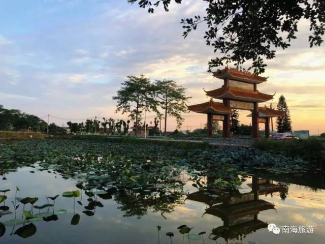 公园|粉了！4个足球场大小，超唯美免费赏，来佛山这些地方赏浪漫粉色花海！