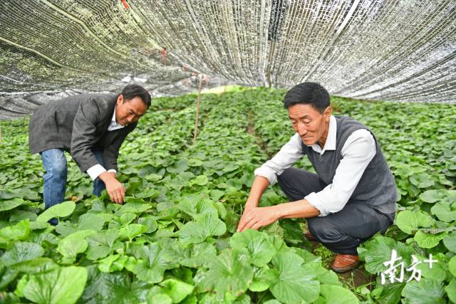 干沟村干部正在查看山葵情况。戴嘉信 摄