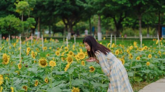 公园|粉了！4个足球场大小，超唯美免费赏，来佛山这些地方赏浪漫粉色花海！