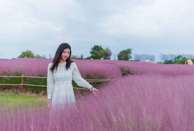 公园|粉了！4个足球场大小，超唯美免费赏，来佛山这些地方赏浪漫粉色花海！