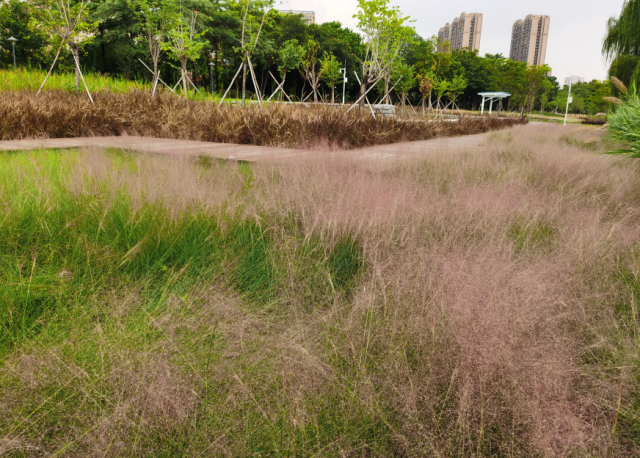 公园|粉了！4个足球场大小，超唯美免费赏，来佛山这些地方赏浪漫粉色花海！