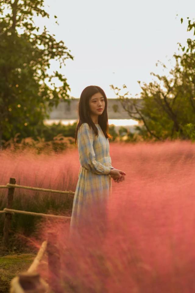 公园|粉了！4个足球场大小，超唯美免费赏，来佛山这些地方赏浪漫粉色花海！