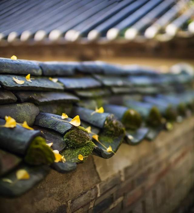 寒露|秋深露重，勿忘添衣——今天寒露