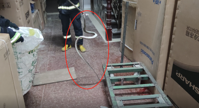 蛇类|惊！“不速之客”扰民安，消防蜀黍化身“法海”收蛇！