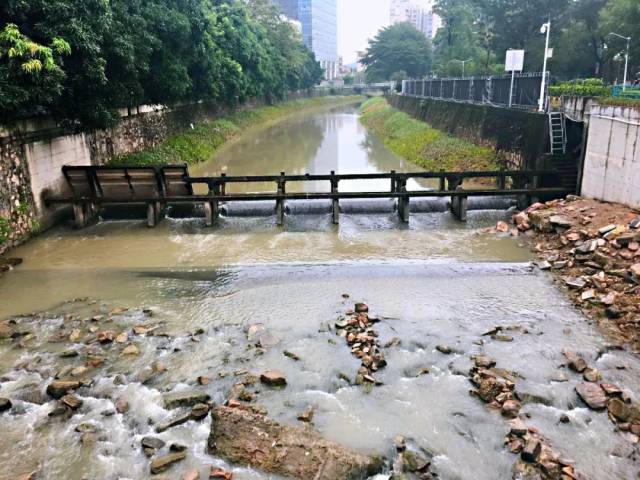 白鹭|快围观!白石涌越来越美啦!一群白鹭来 “做客”!