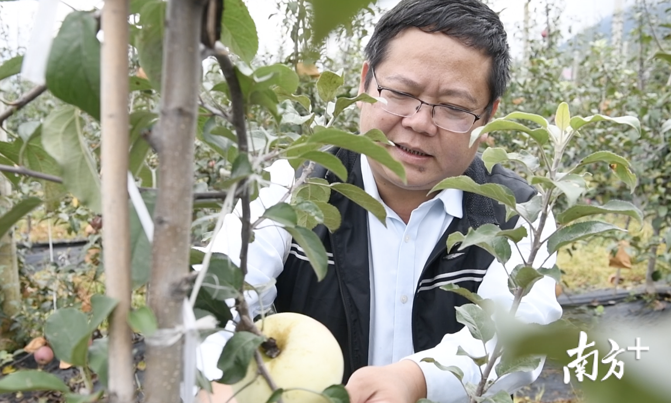 广东（佛山）对口凉山扶贫协作工作组驻越西县工作小组组长李耀茂查看苹果的生长情况。