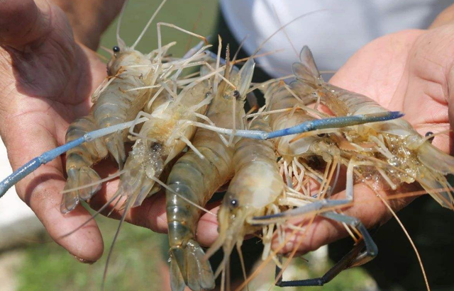 食品|有毒！又有水产品检出“违禁兽药”！涉及海虾、罗氏沼虾、草鱼、生鱼…