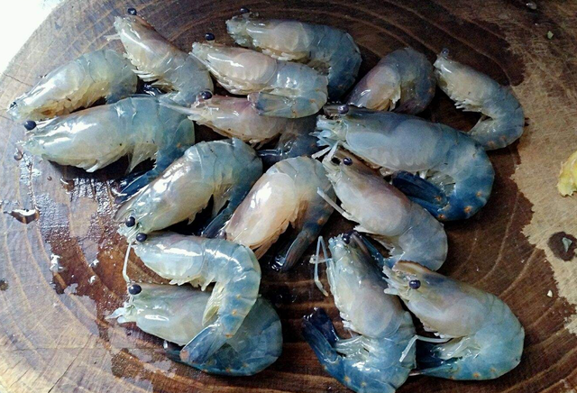 食品|有毒！又有水产品检出“违禁兽药”！涉及海虾、罗氏沼虾、草鱼、生鱼…