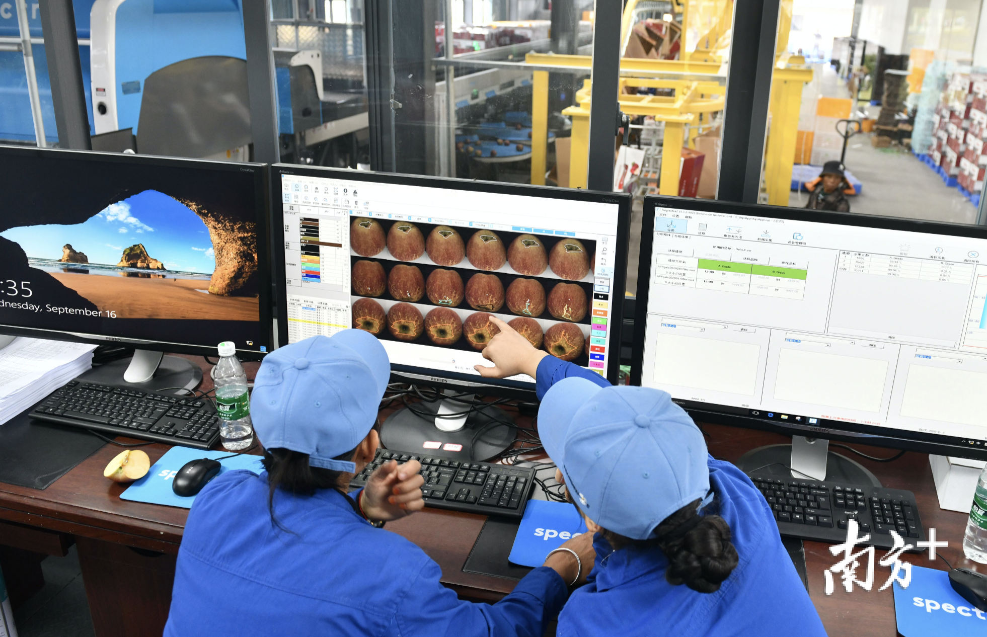 大瑞苹果基地实行规模化、标准化的现代化科技管理。