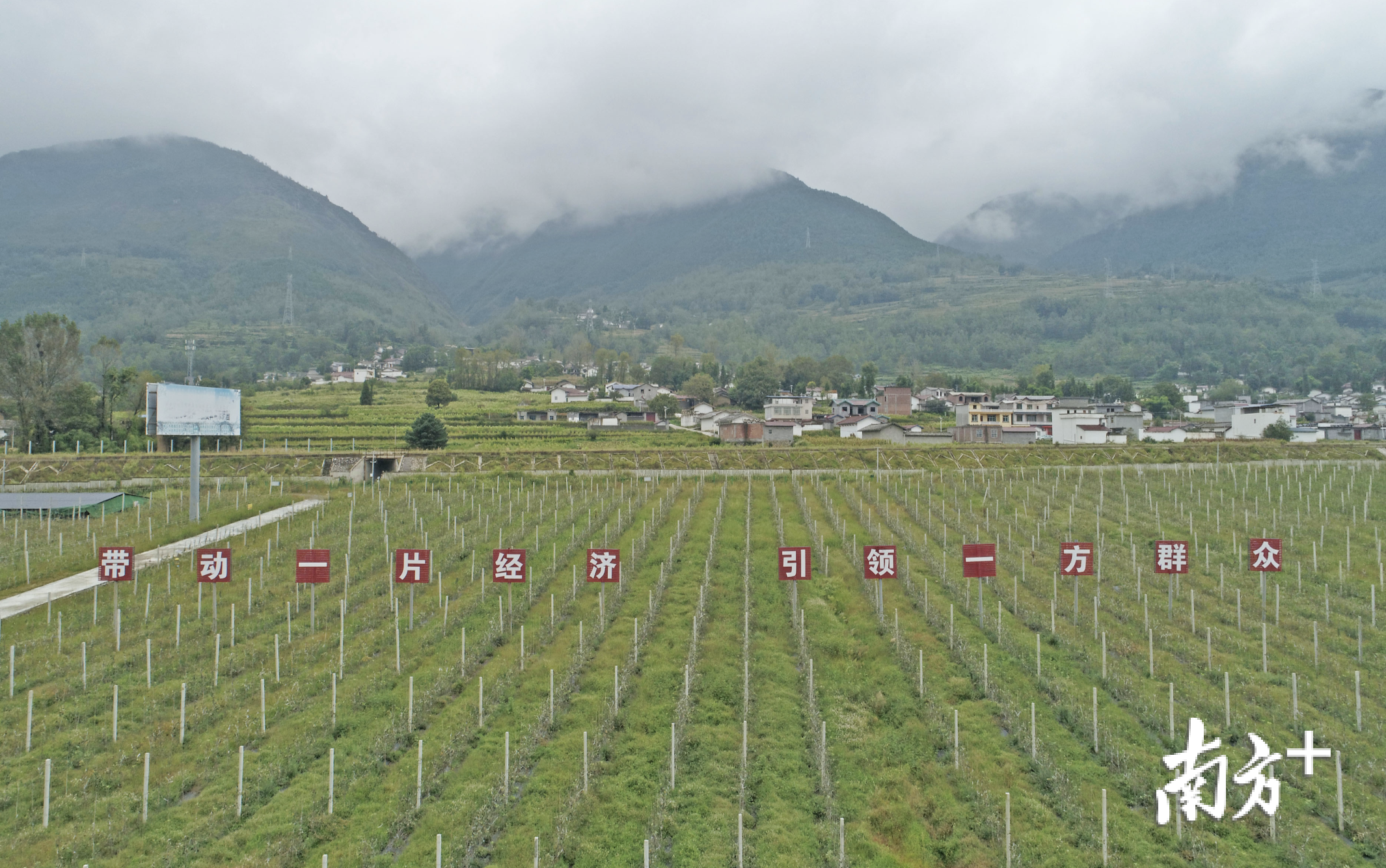 越西县现代农业产业园大瑞苹果基地。
