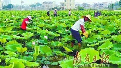 发展|发展特色种养，打造绿美新村！惠州博罗绘就美丽乡村画卷