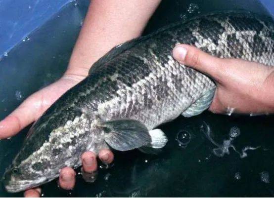 食品|有毒！又有水产品检出“违禁兽药”！涉及海虾、罗氏沼虾、草鱼、生鱼…