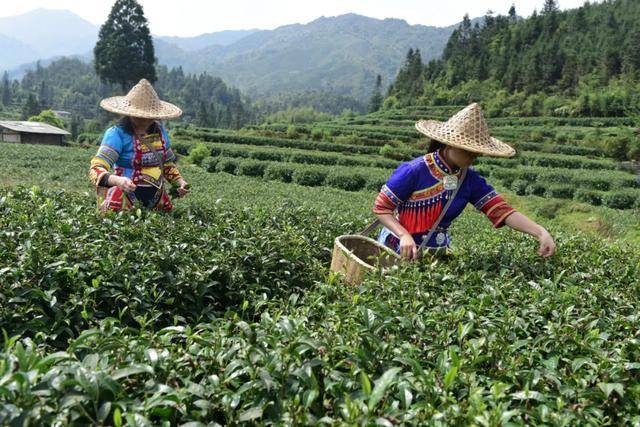 农产品|实力上榜国家级名录！韶关再增7个全国名特优新农产品