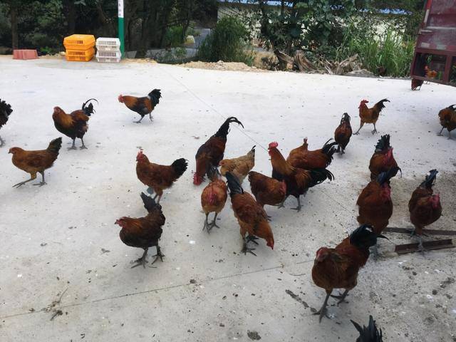 农产品|实力上榜国家级名录！韶关再增7个全国名特优新农产品