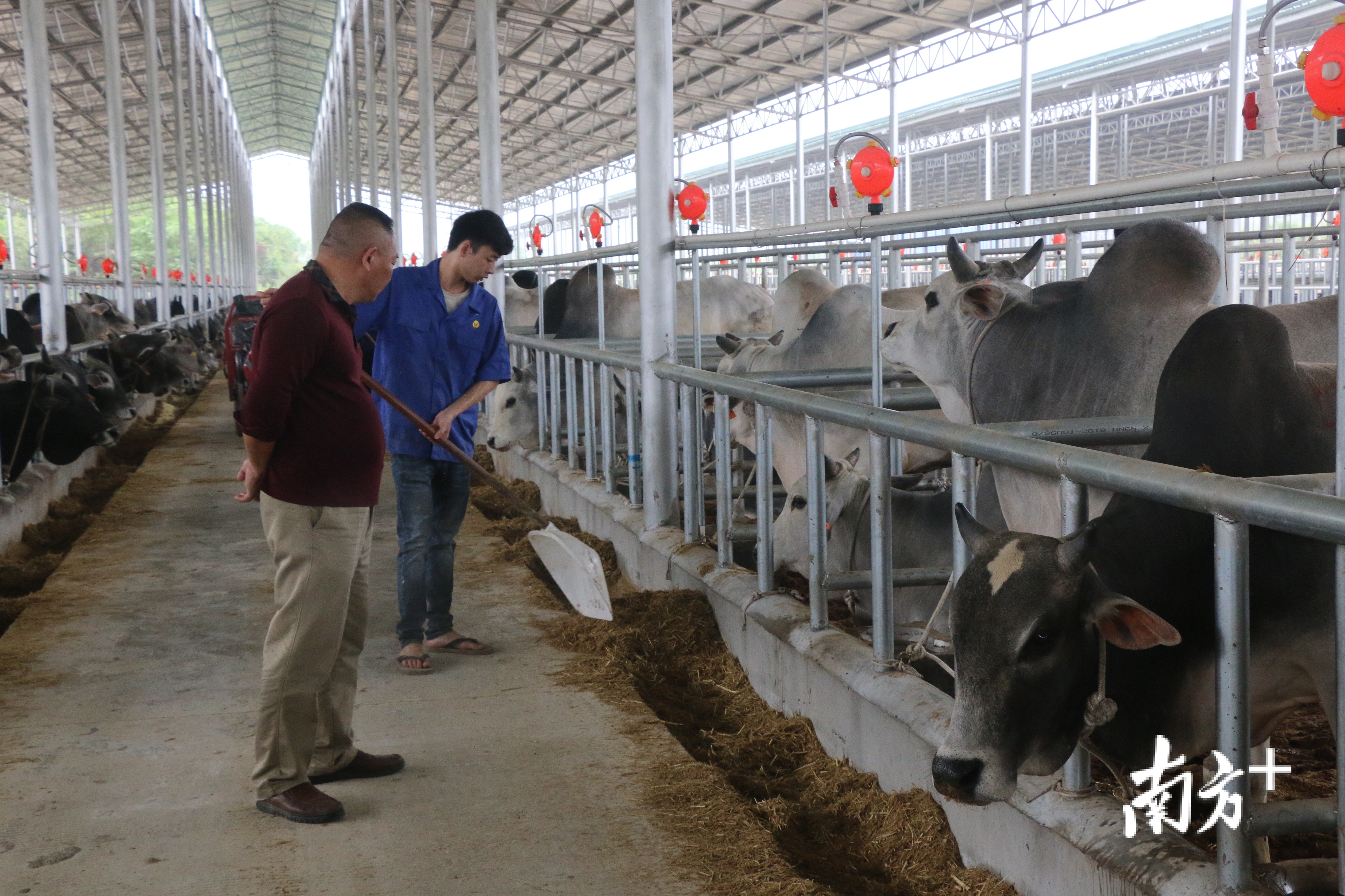 温兆轩检查肉牛生长情况。目前，甘牛集团肉牛存栏量超过6000头。任龙 摄