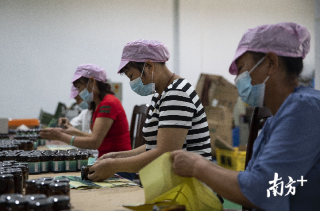 桂北农产品批发市场中的融安金桔分选“云仓”一片忙碌。